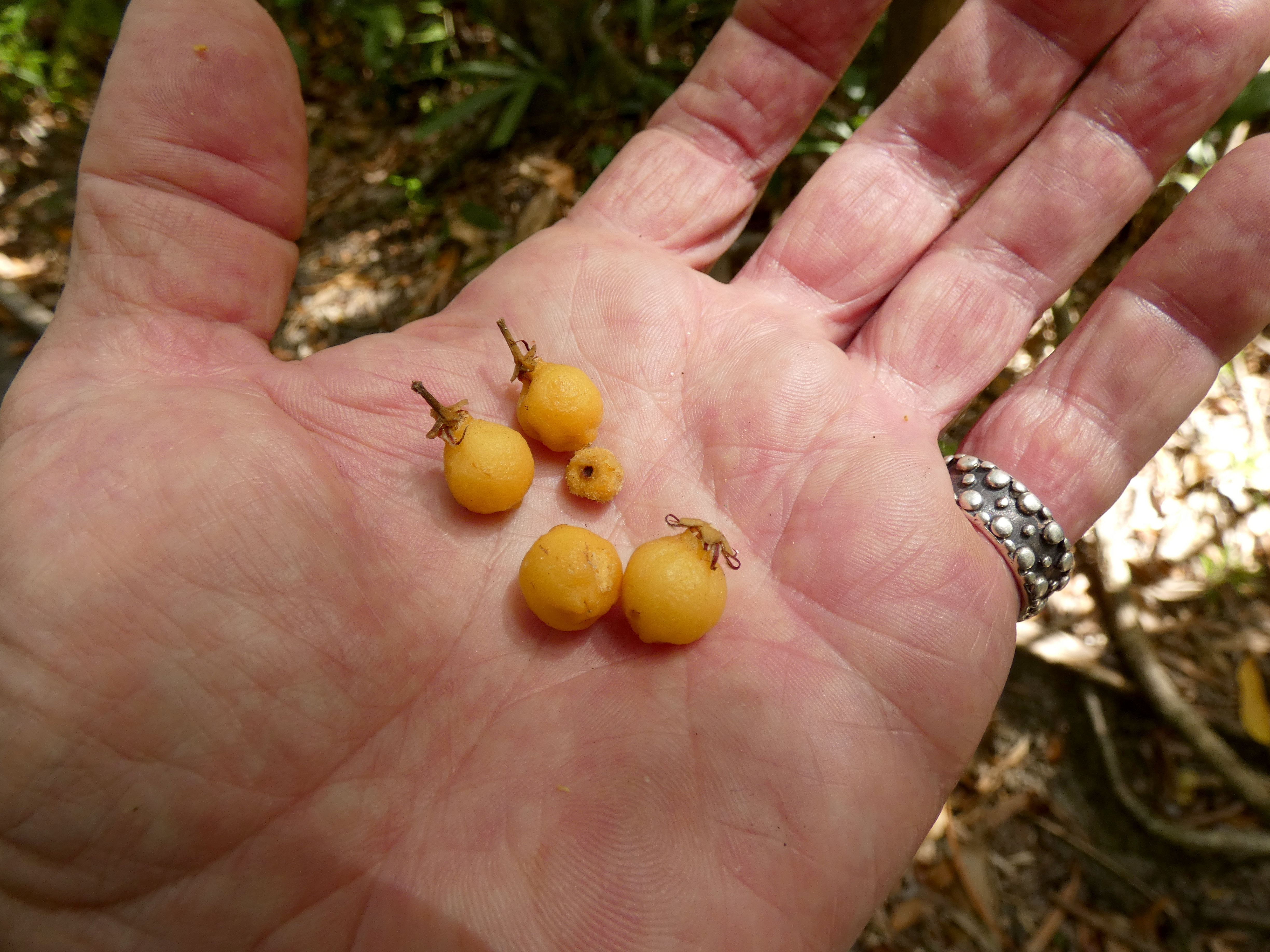 Fraser Island (K'gari) apple main photo