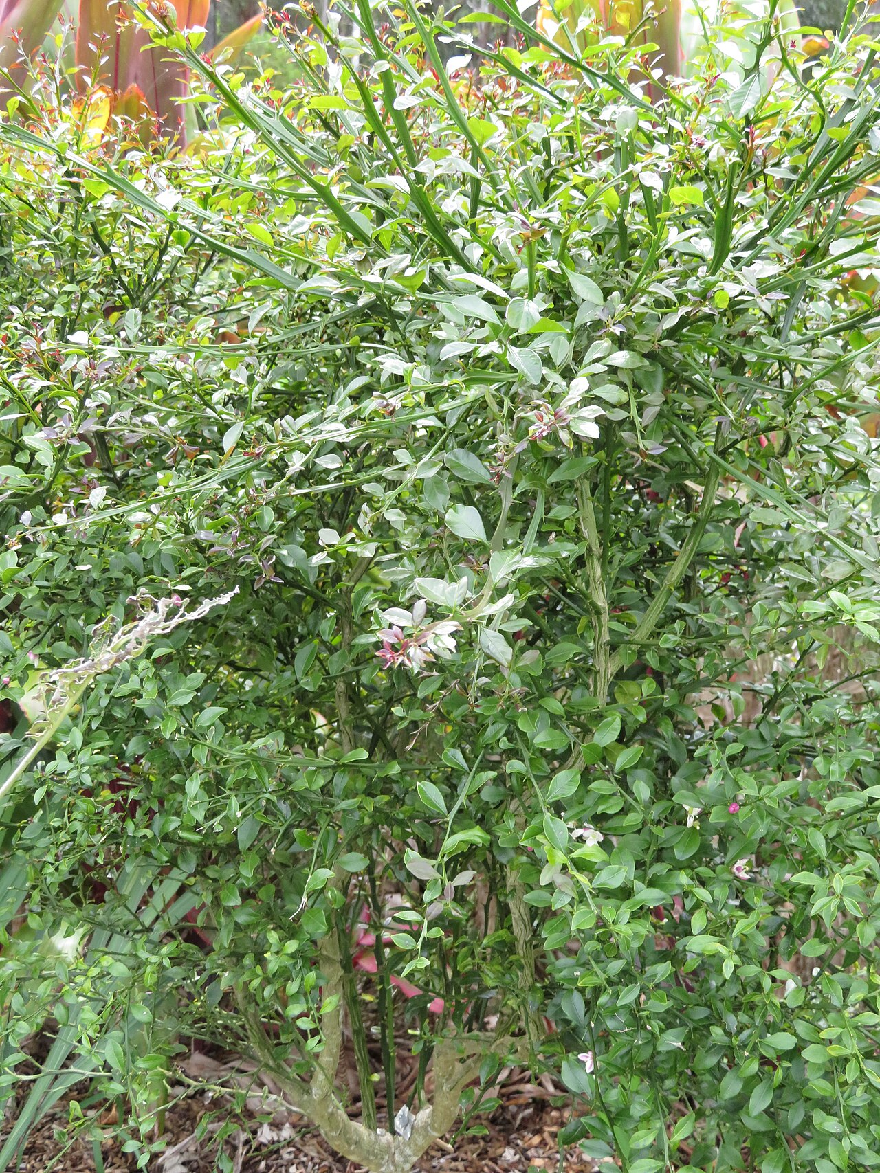 Finger lime main photo