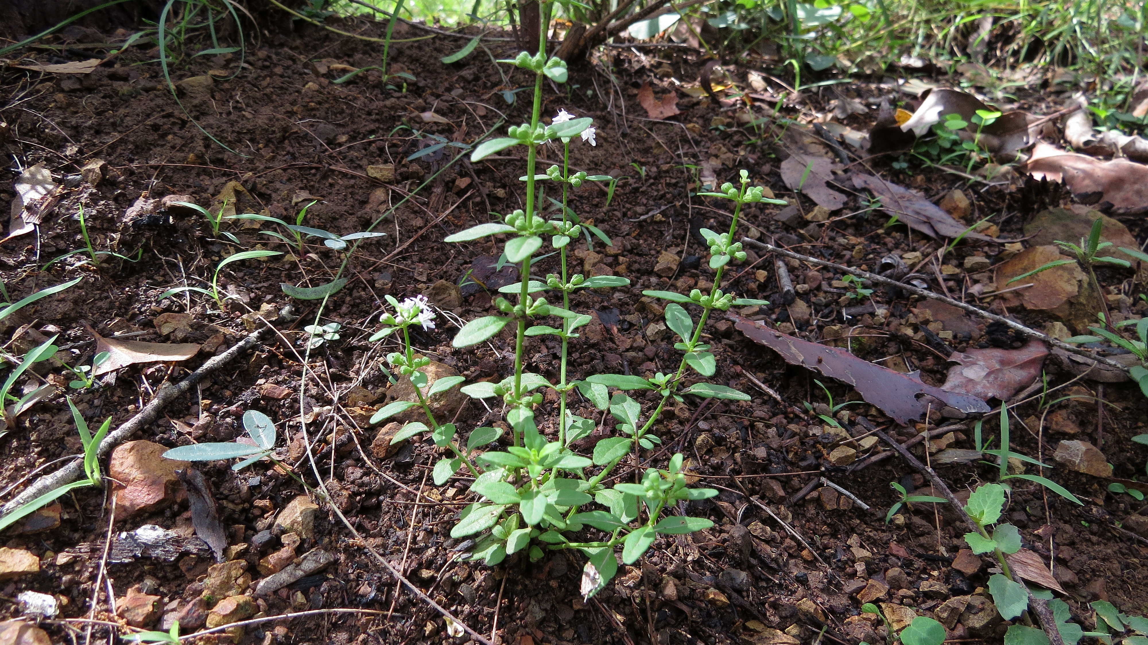 Bush mint main photo