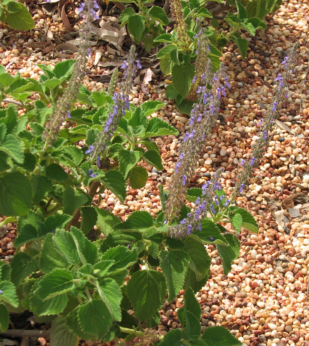 Bush basil main photo