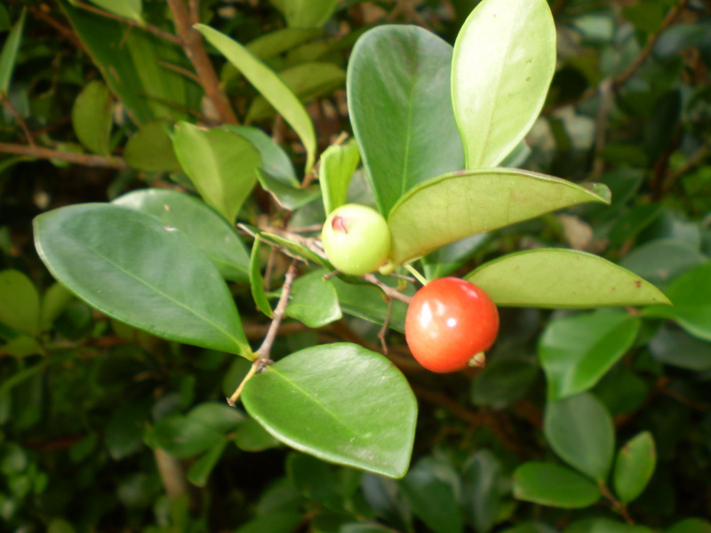 Cedar Bay cherry main photo