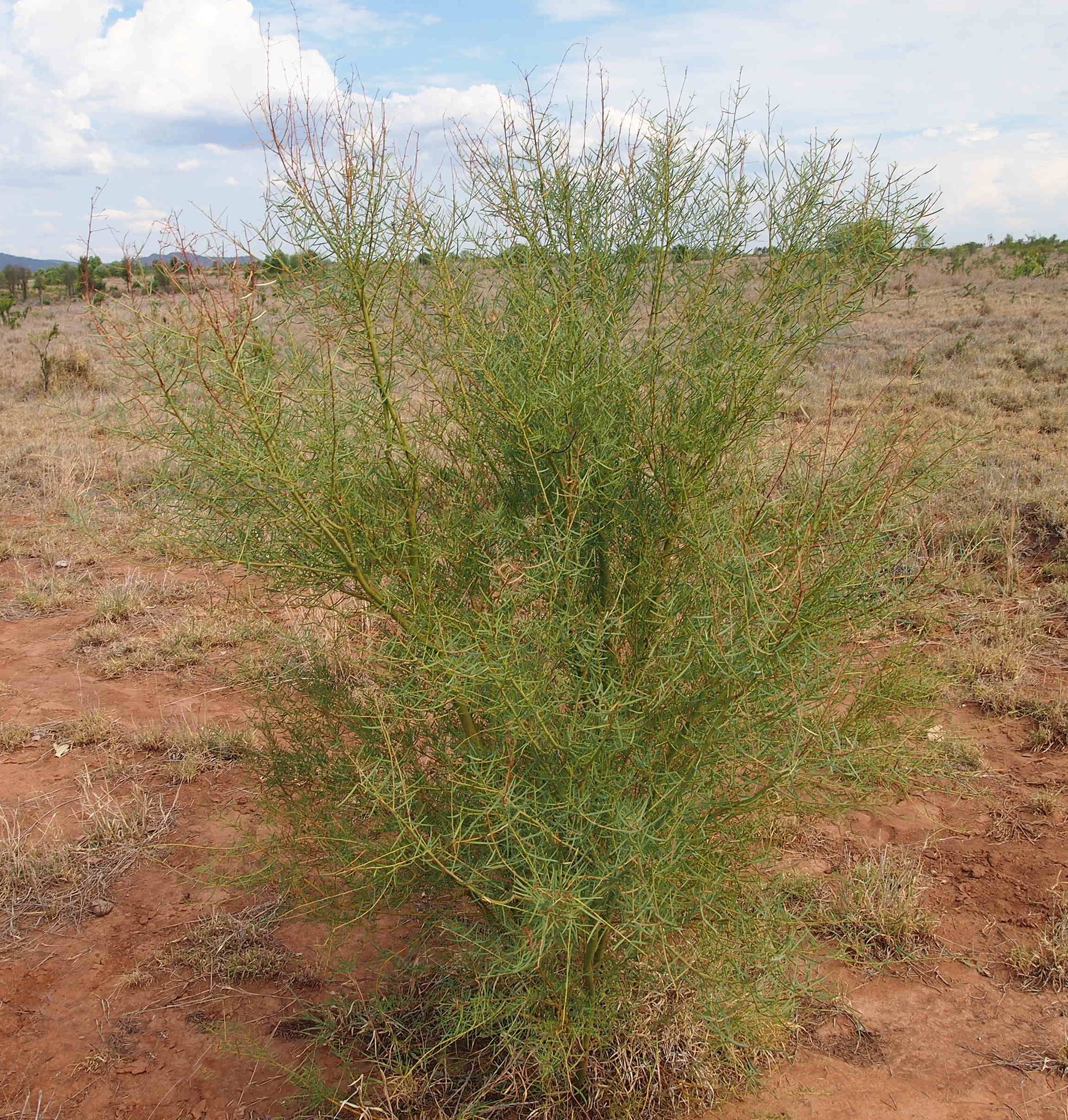 Elegant wattle main photo