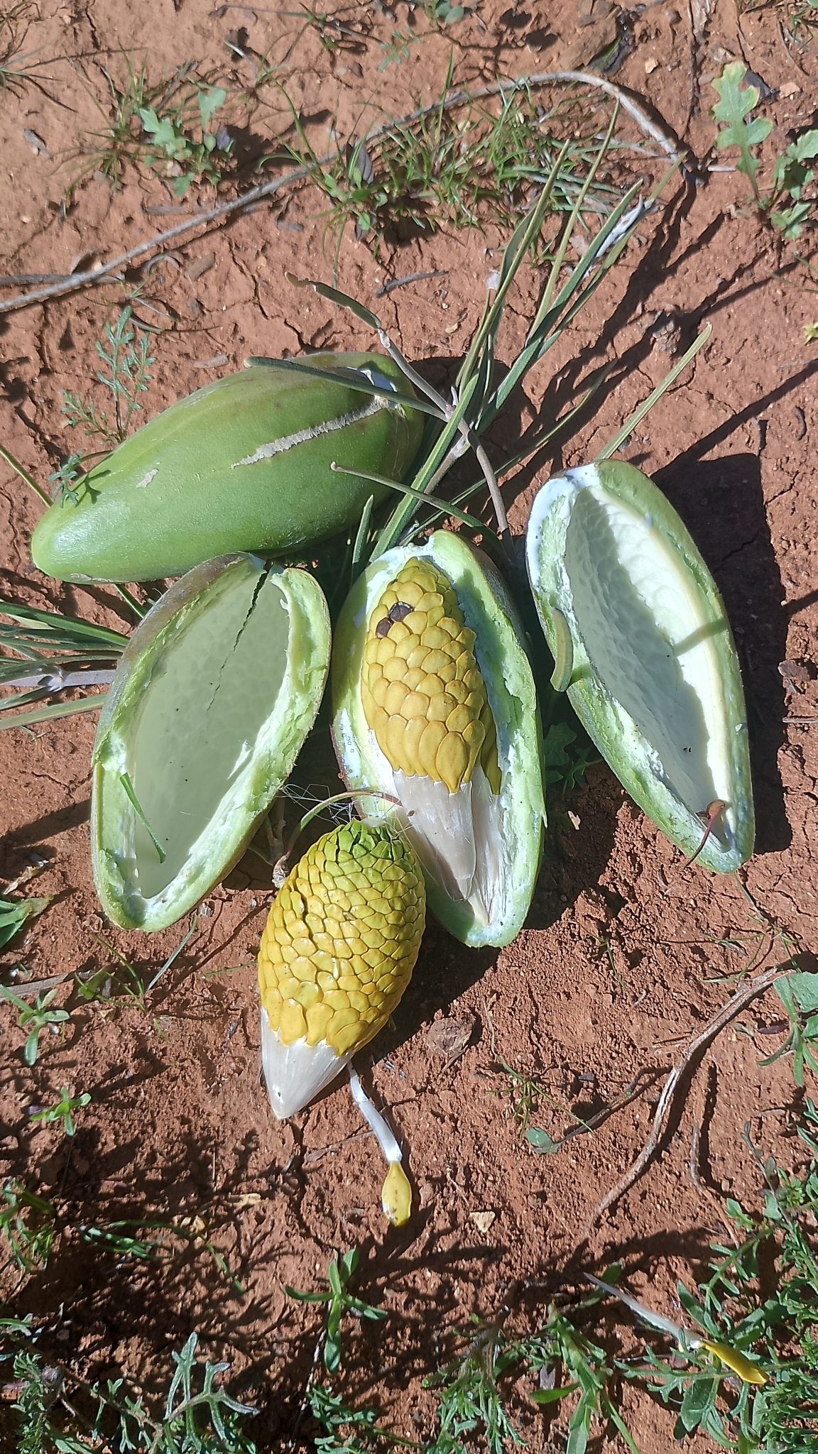 Bush banana main photo
