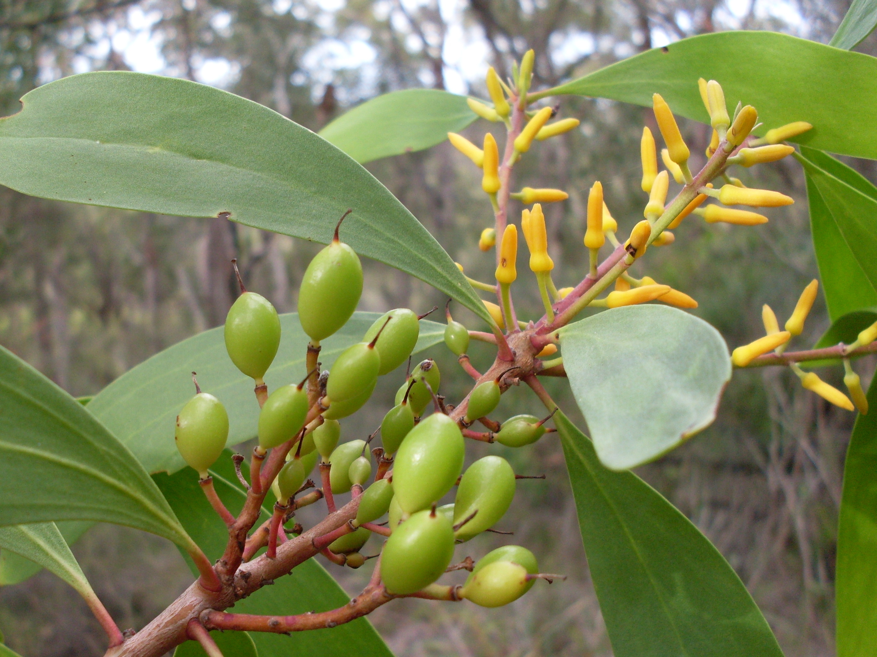 Broad-leaved geebung main photo