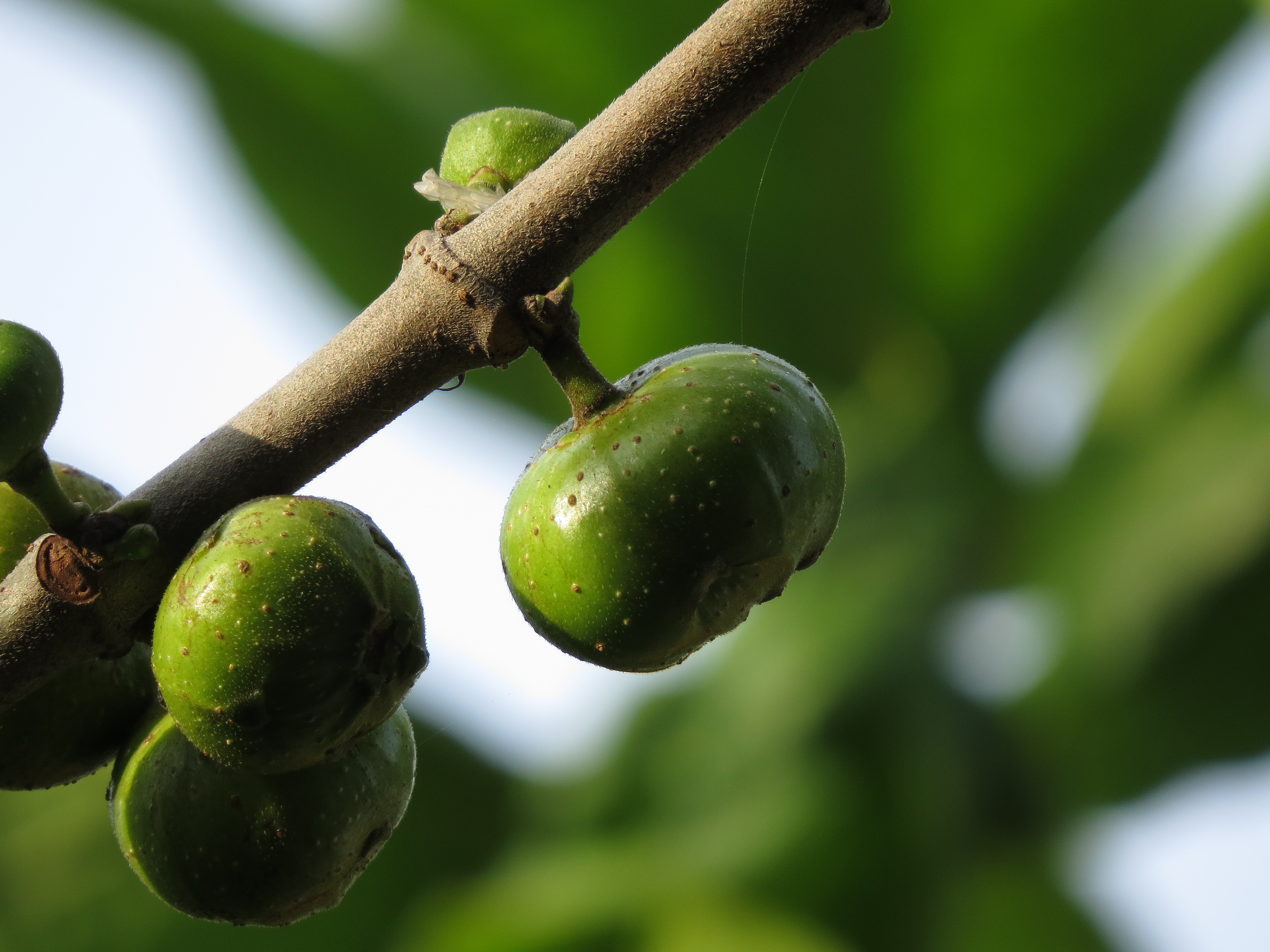 Cluster fig main photo