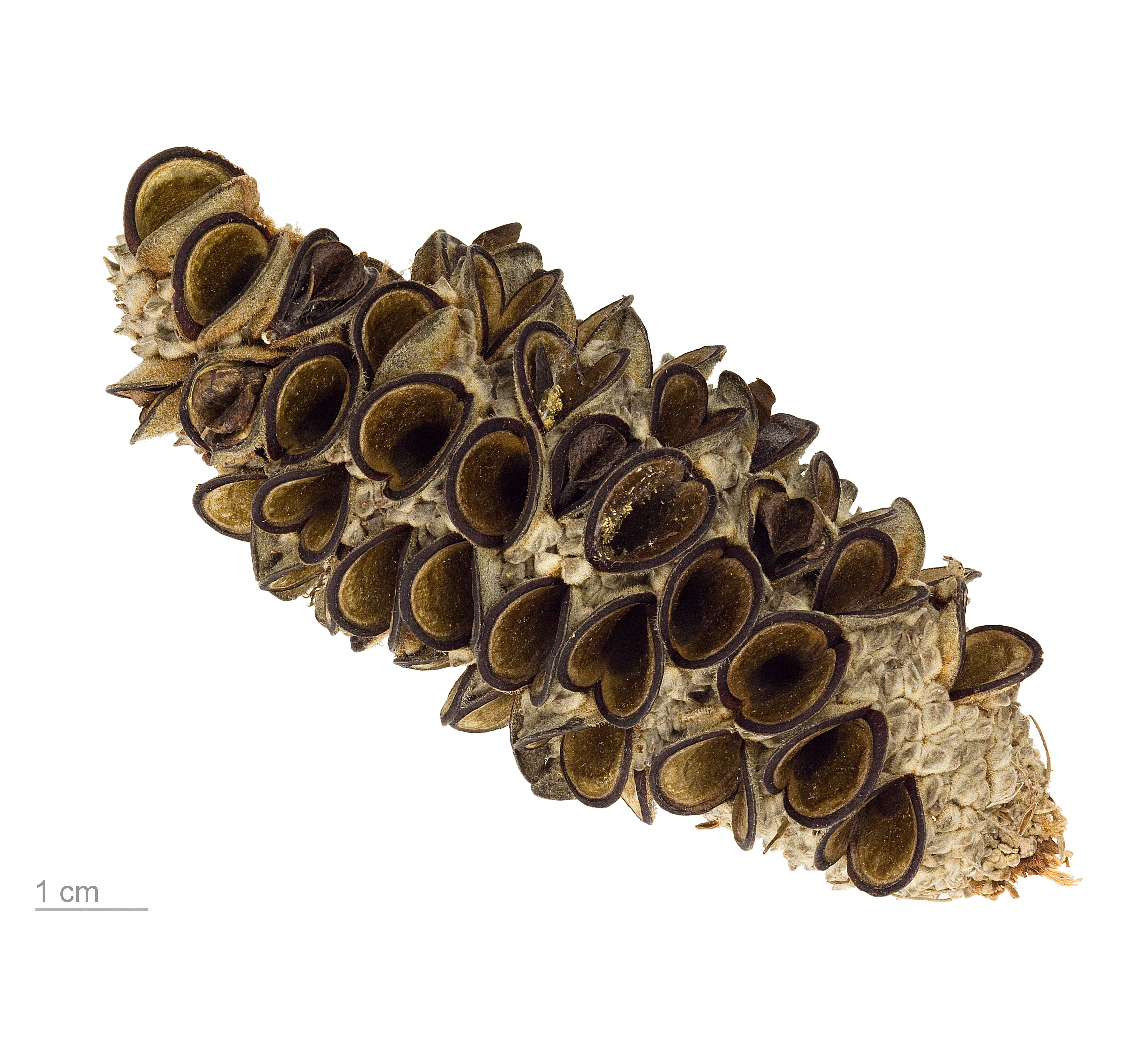 Coast banksia main photo